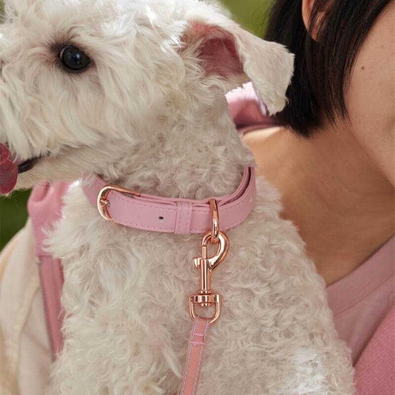 Starbucks China 2024 spring walk series Animal collars and leashes